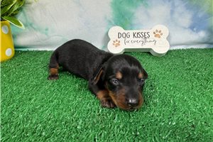 Penny - puppy for sale