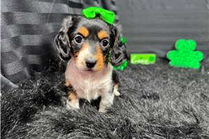 Lottie - puppy for sale