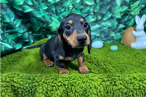 Lynn - Mini Dachshund for sale