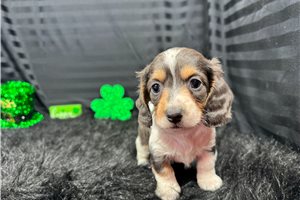 Lorenzo - Dachshund, Mini for sale