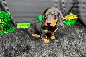Lynn - Dachshund, Mini for sale