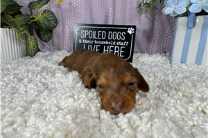 Blackjack - puppy for sale
