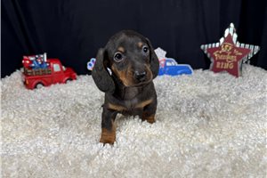Shawn - Dachshund, Mini for sale