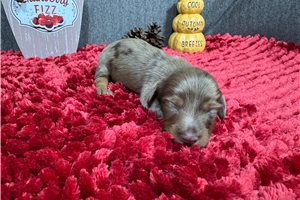 Christopher - puppy for sale