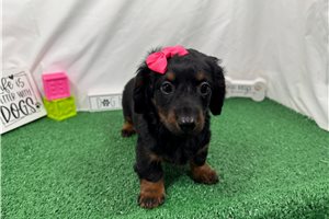 Bridgett - Dachshund, Mini for sale