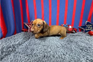 Hamilton - Mini Dachshund for sale