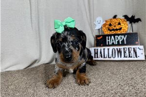 Joanna - Mini Dachshund for sale