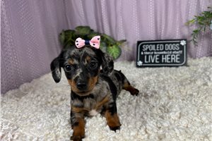 Poppy - Dachshund, Mini for sale