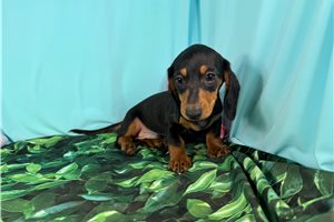 Lawson - Dachshund, Mini for sale