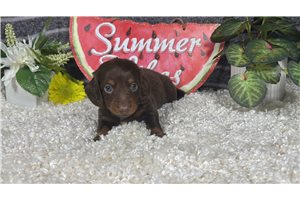 Sooner - Dachshund, Mini for sale
