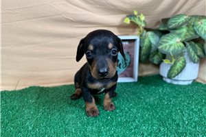Penny - Dachshund, Mini for sale
