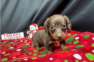 Pablo - Dachshund, Mini for sale