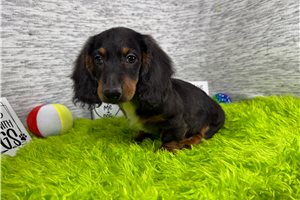 Sawyer - Mini Dachshund for sale