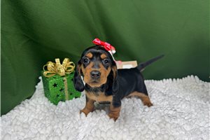 Pepper - Dachshund, Mini for sale