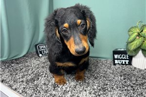 Magnom - Dachshund, Mini for sale