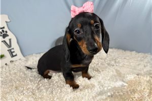 Sasha - Dachshund, Mini for sale