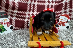 Paula - puppy for sale