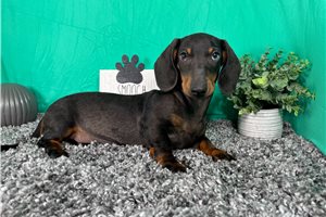 Shawn - puppy for sale