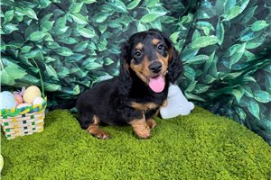 Lennox - Mini Dachshund for sale