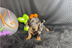 Joanna - Mini Dachshund for sale
