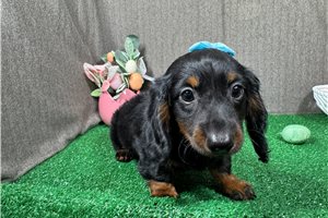 Bridgett - Dachshund, Mini for sale