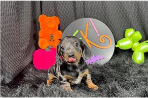 Jinx - Mini Dachshund for sale