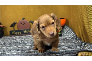 Blackjack - Mini Dachshund for sale