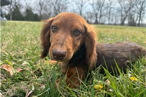 Ferb - Dachshund, Mini for sale