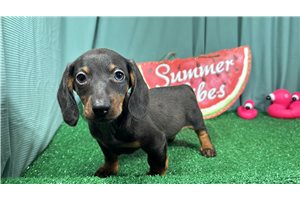 Shawn - puppy for sale