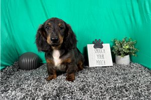 Sawyer - puppy for sale