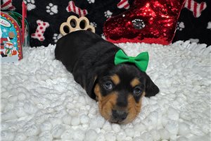 Purdy - Dachshund, Mini for sale