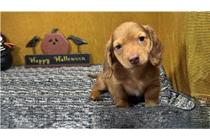Blackjack - Mini Dachshund for sale