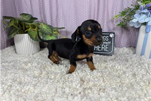 Perdita - Dachshund, Mini for sale