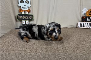 Jobie - Mini Dachshund for sale