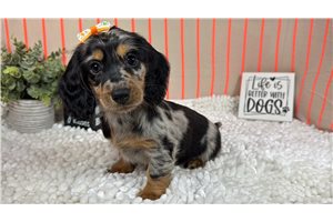 Hannah - Dachshund, Mini for sale