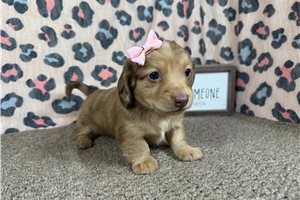 Brielle - Mini Dachshund for sale