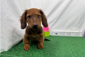 Phineas - Mini Dachshund for sale