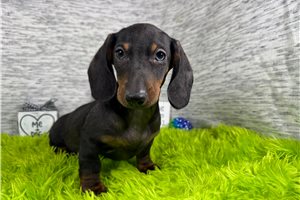 Shawn - Dachshund, Mini for sale