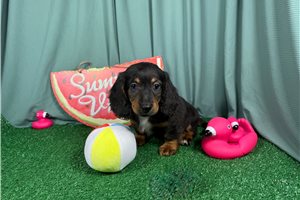 Sawyer - Dachshund, Mini for sale