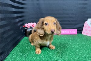 Christian - Dachshund, Mini for sale