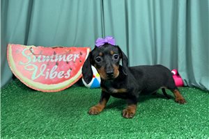 Sasha - Mini Dachshund for sale