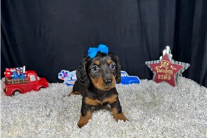 Simone - Dachshund, Mini for sale