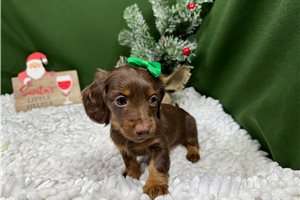 Carol - puppy for sale