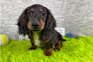 Sawyer - Dachshund, Mini for sale