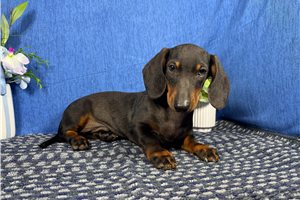 Shawn - Mini Dachshund for sale
