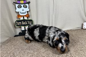 Jobie - Mini Dachshund for sale