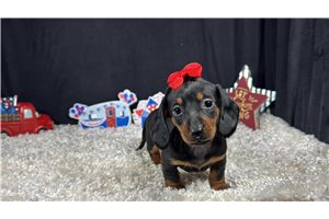 Sasha - Dachshund, Mini for sale