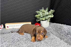 Hans - puppy for sale