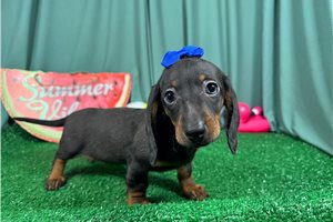 Sarah - Dachshund, Mini for sale