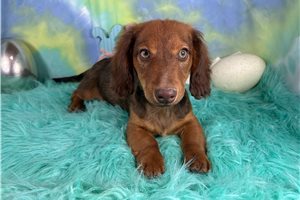 Ferb - Dachshund, Mini for sale